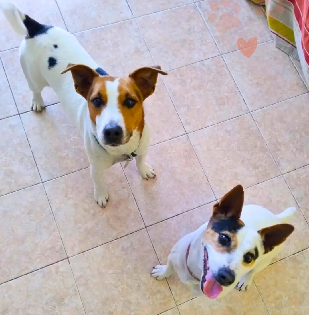 Mascota feliz en Maupa